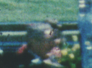 Figure 10. The shaded portion of Connally’s head in Frame 317 is lighter than it appears nine frames later in Figure 11 (Source: crop of the 4K scan)