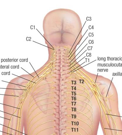 http://www.herniatedlumbardisk.com/images/Spine-Anatomy.jpg